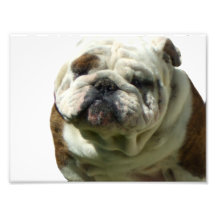 I'm not fat bulldog photo print