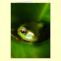I'm Watching You! cards