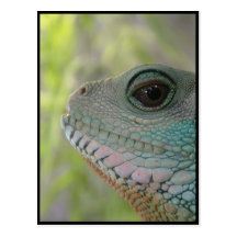 I'm watching you - Postcard