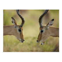 Imapla (Aepyceros melampus) wanting to fight, Postcards
