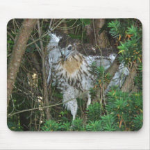 Immature Red Tailed Hawk Coordinating Items Mousepads
