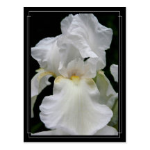 Immortality Postcard