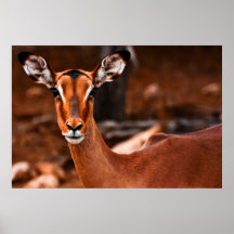 Impala Female Poster