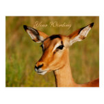 Impala safari animals greeting postcards