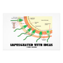 Impregnated With Ideas (Sperm Egg Fertilisation) Stationery Design