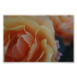 In Bloom photography