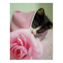 in doll blanket Kitten Postcard