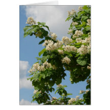 In Full Bloom Cards