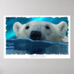 IN SEARCH OF ICE ~ Art Poster