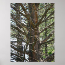 In the limbs posters