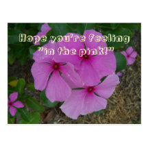 In the Pink (Periwinkles) Postcard