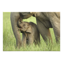 Indian / Asian Elephant and young one,Corbett Photo Art