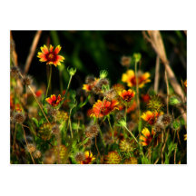 Indian Blankets Postcards