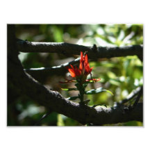 Indian Paintbrush Photo