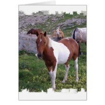Indian Pony Greeting Card