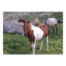 Indian Pony Invitation