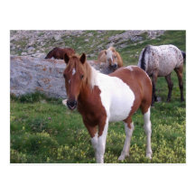 Indian Pony Postcard