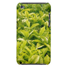 Indian variety of tea iPod touch covers