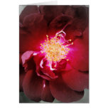 "Inner Fire" Rose Photography Cards