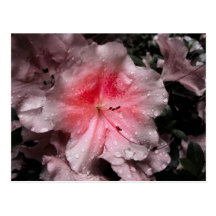 Inner Glow Postcard