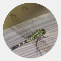 Insect Dragonfly Round Sticker