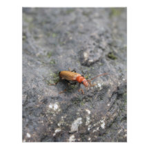 Insect on a rock. personalized invites