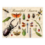 Insects - earth's most diverse organisms post cards
