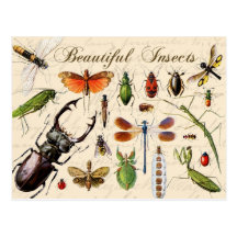 Insects - earth's most diverse organisms post cards