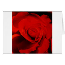 inside a rose greeting card