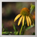 Inspired Summer Yellow Echinacea Flowers Poster