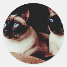 Intense Cats Round Sticker