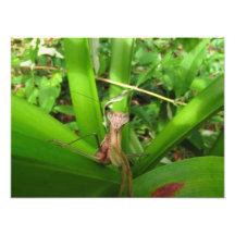 Intent Mantis ~ Photo