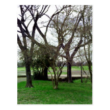 Intertwined Trees Post Card