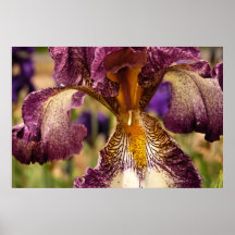 Intimate Iris Print