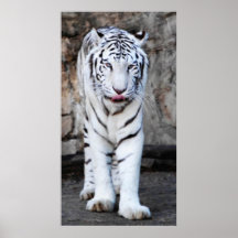 Into The Eyes Of A Tiger Poster