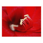 Into The Macro Custom Invitations