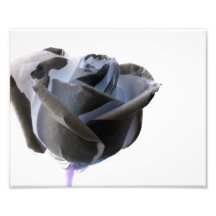 Inverted Black and White Rose Photo