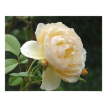 Invitation - Beautiful Rose