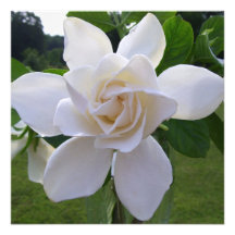 Invitation - Naturally Gorgeous Gardenia