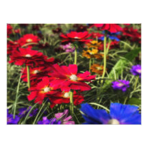 Iridescent Spring Photo Print