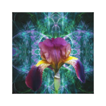Iris and its meaning flower stretched canvas print