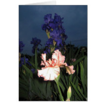 Iris At Dusk Greeting Cards
