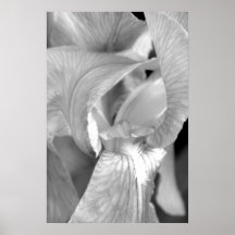 Iris black & white, 2010 Derrick W. Black Posters
