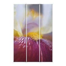 Iris Canvas Print