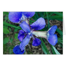 Iris Cards
