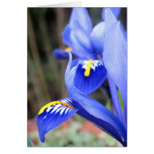 Iris Cards