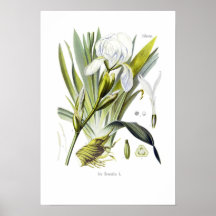 Iris florentina posters