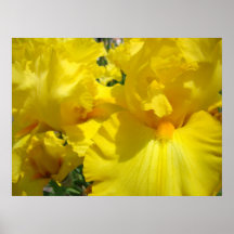 Iris Flowers art prints Yellow Irises Garden
