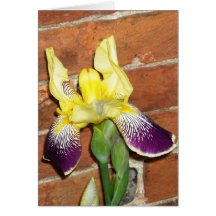 Iris Greeting Card