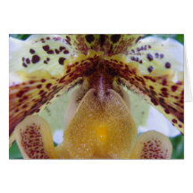 Iris Greeting Cards